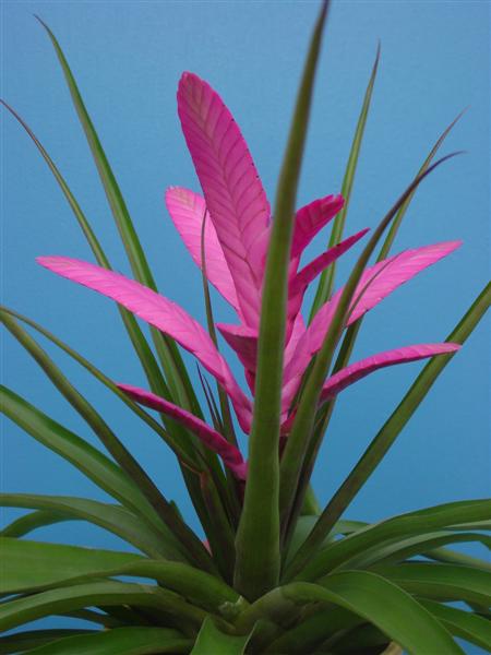 Tillandsia / Antonio