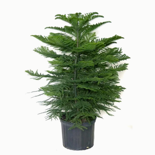 Norfolk Island Pine