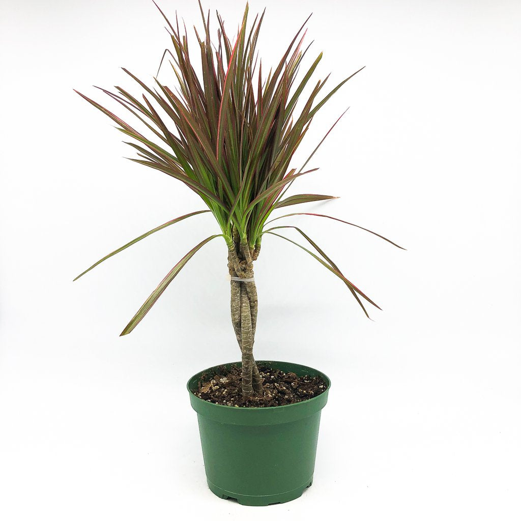 Dracaena / Marginata