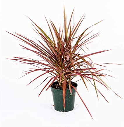 Dracaena / Marginata Colorama