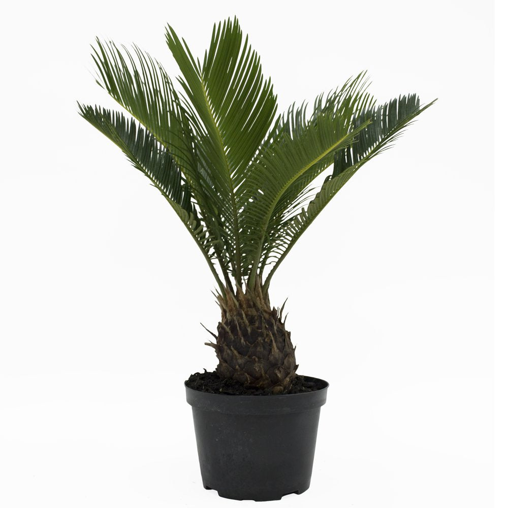 Cycad "Sago Palm"