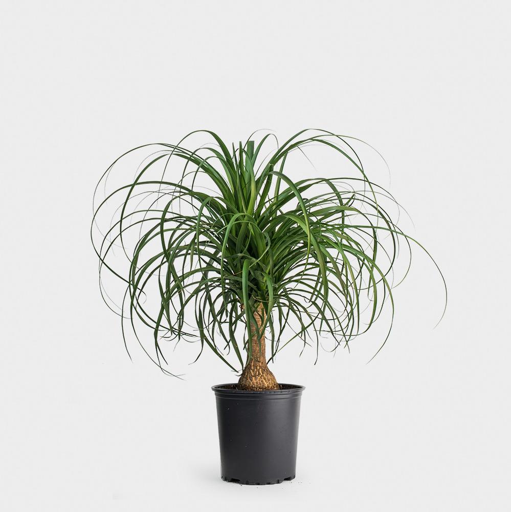 Ponytail Palm