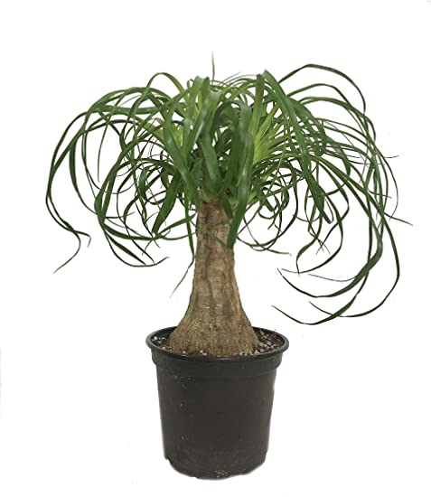 Ponytail Palm