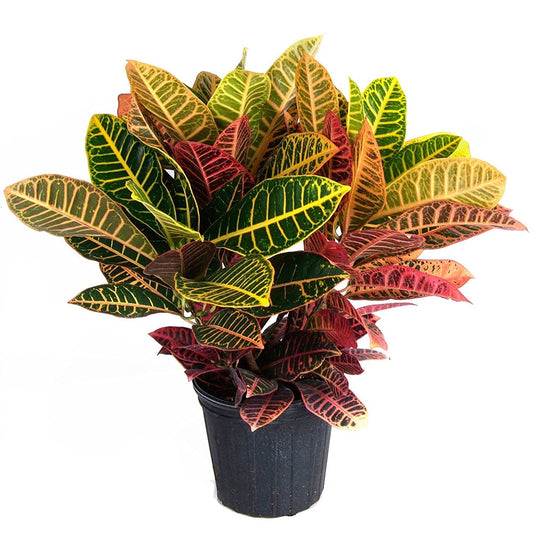 croton petra