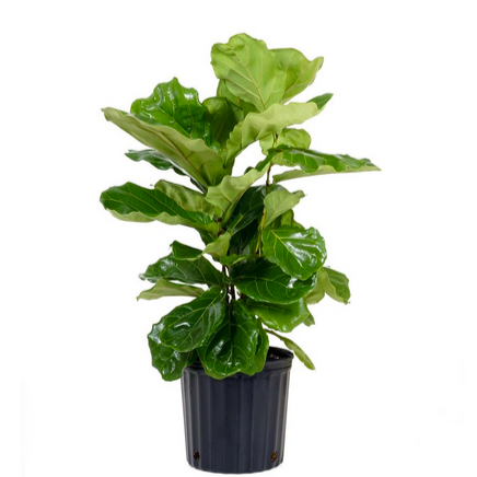 Ficus / Lyrata "Fiddle Leaf Fig"