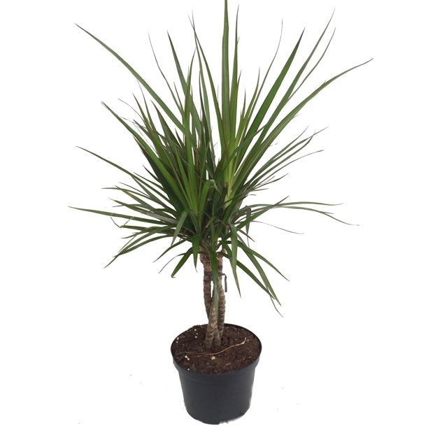 Dracaena / Marginata