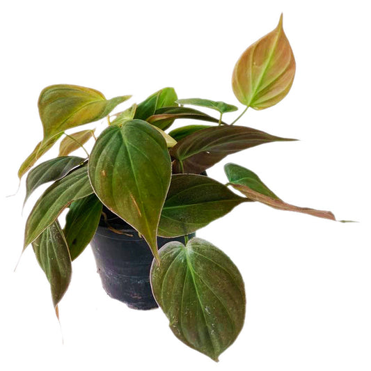 Philodendron Micans