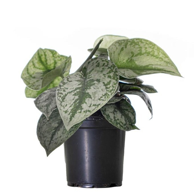 Pothos; Scindapsus / Pictus