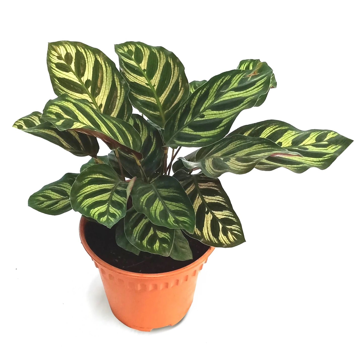 Calathea / Makoyana