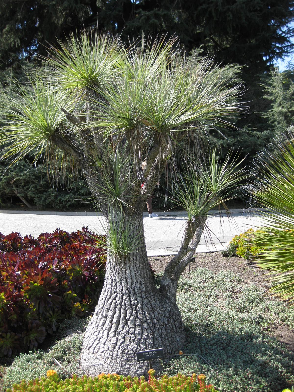 Ponytail Palm