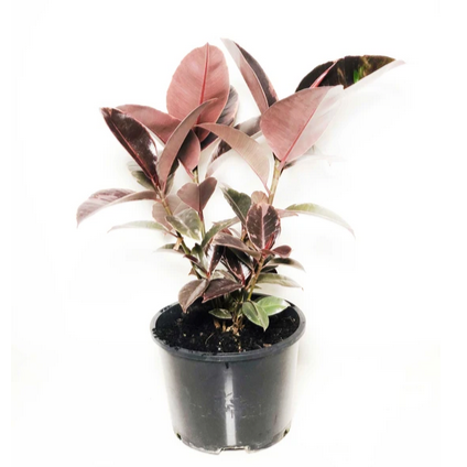 Ficus / Elastica “Ruby”