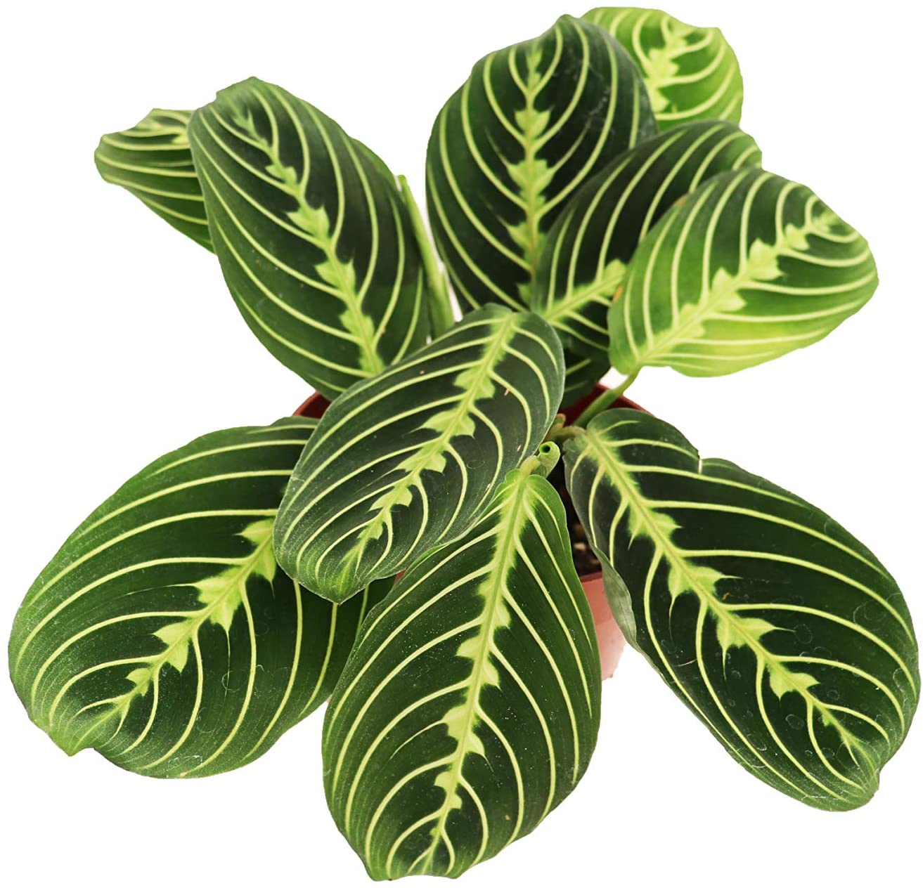 Maranta / Lemon Lime