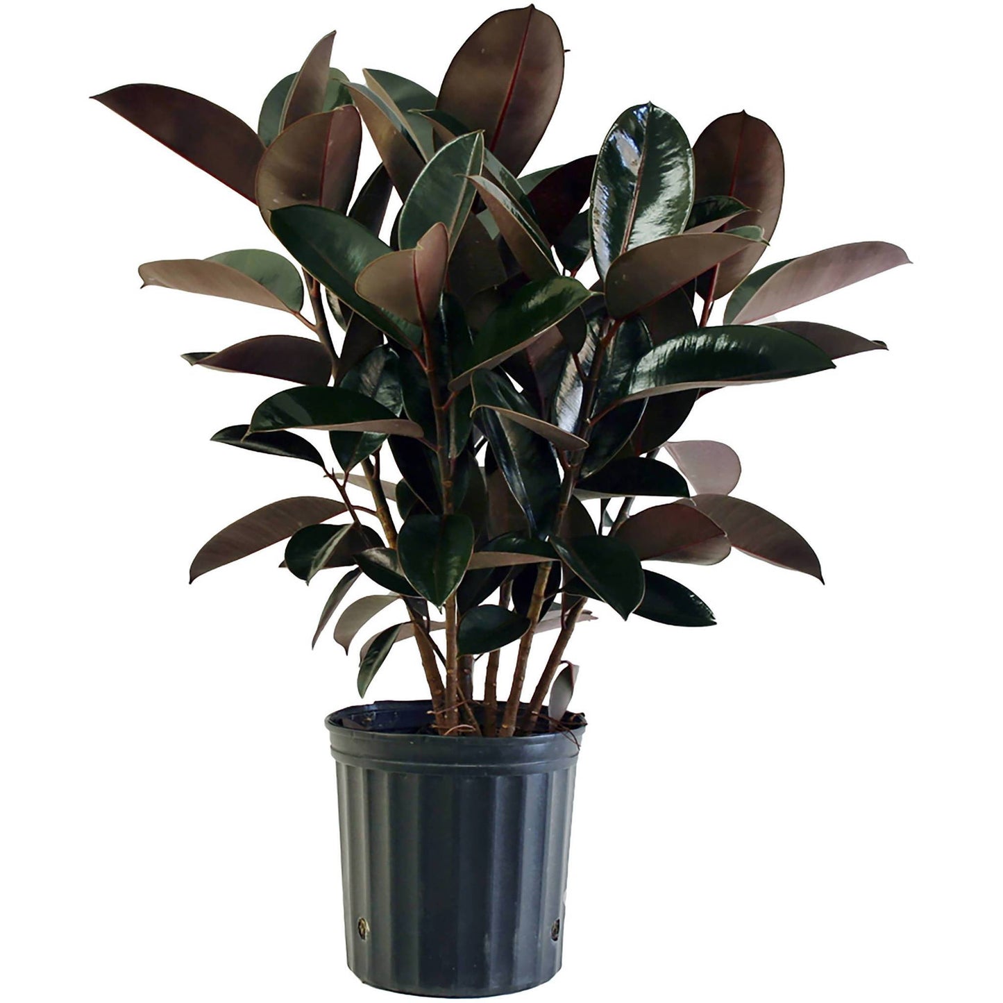 Ficus / Elastica “Burgundy”