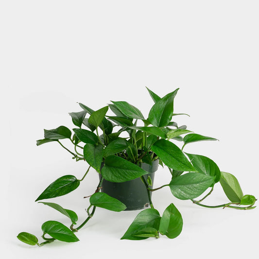 Pothos / Jade