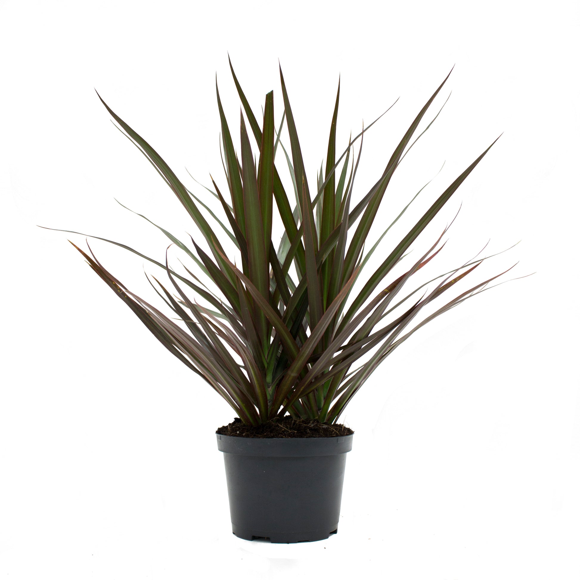 dracaena magenta braid Dracaena / Marginata – TERRACE