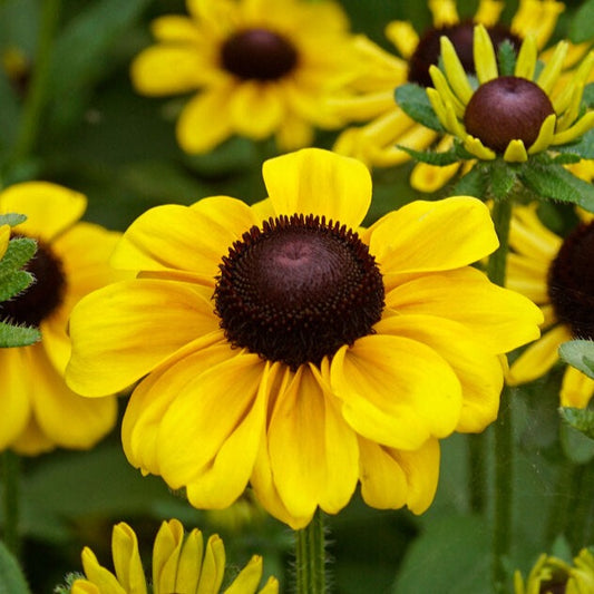 Rudbeckia
