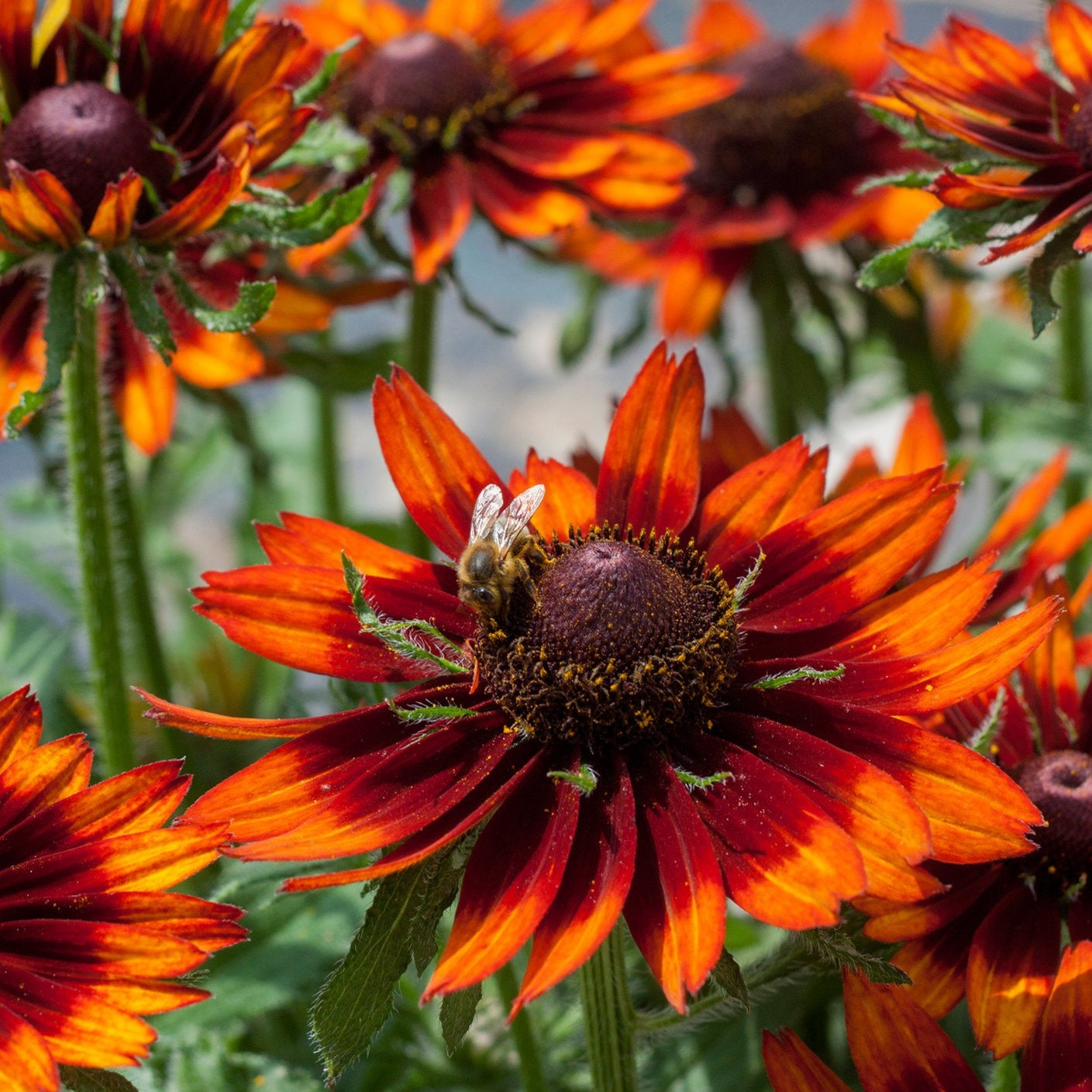 Rudbeckia