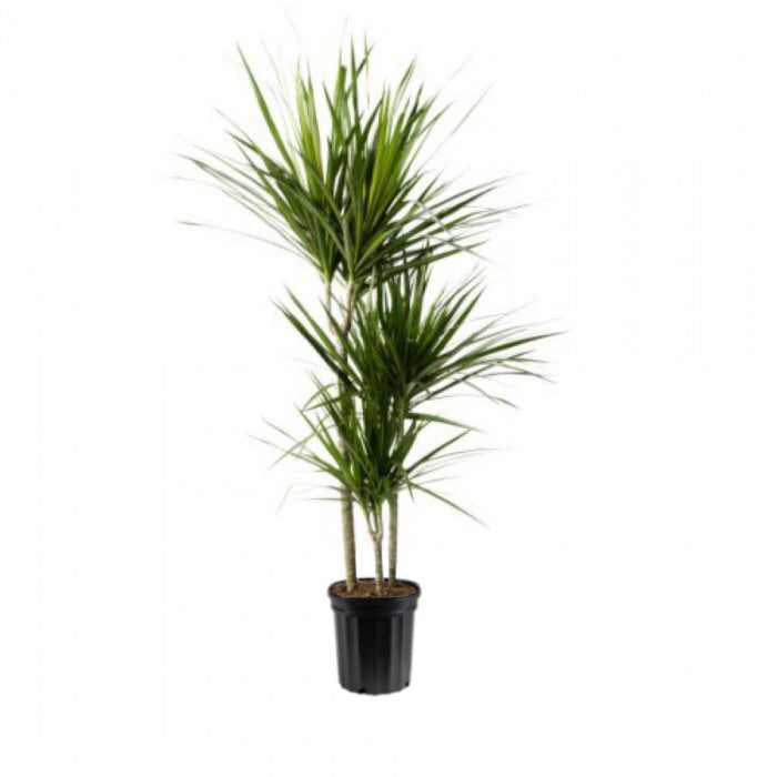 Dracaena / Marginata