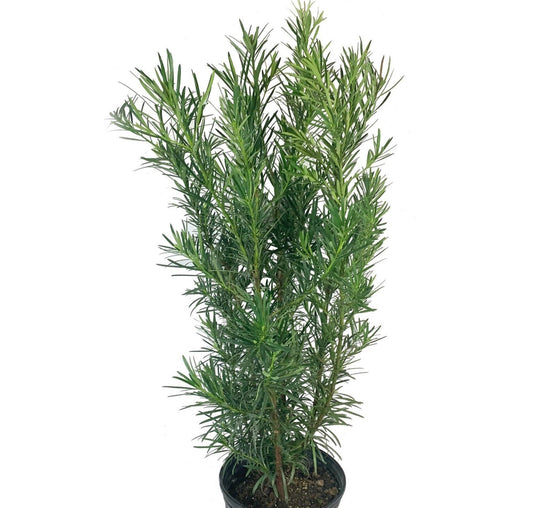 Buddhist Pine / Podocarpus