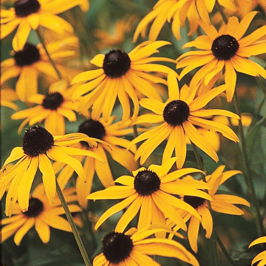 Rudbeckia