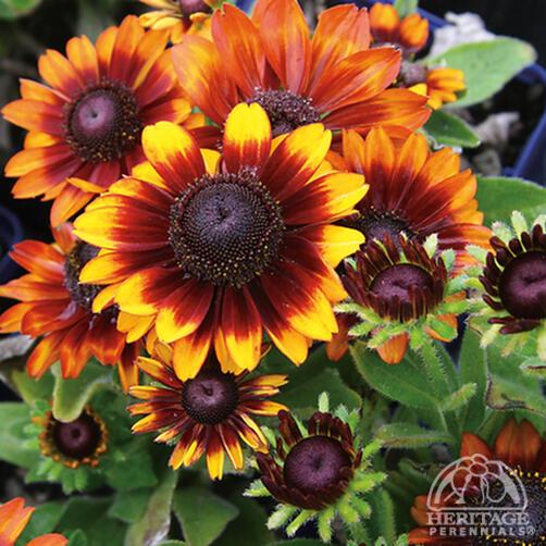 Rudbeckia