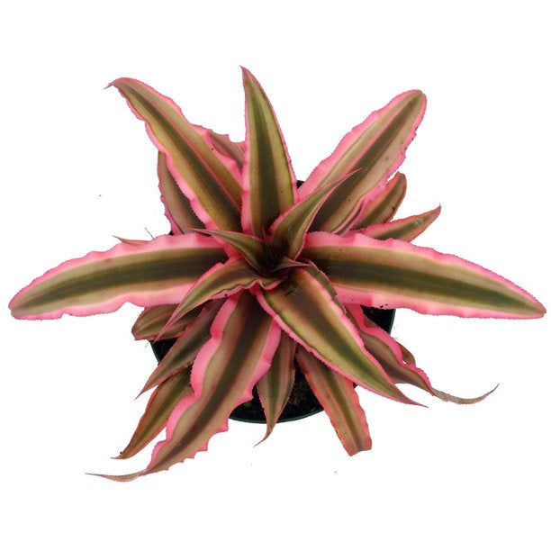 Bromeliad / Cryptanthus Earth Star