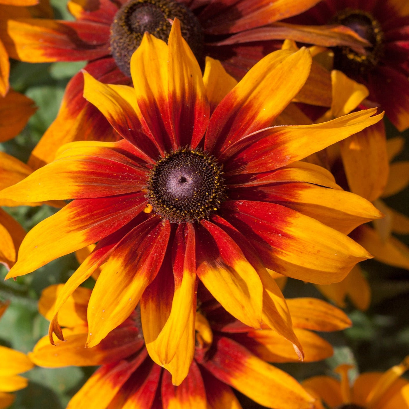 Rudbeckia