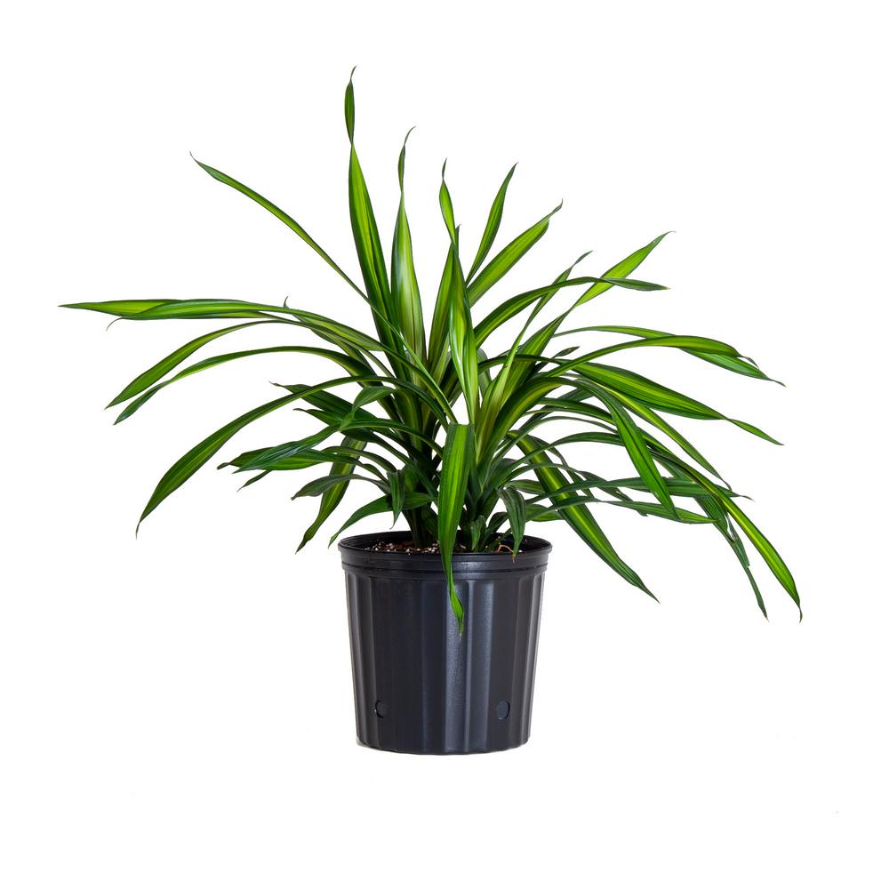 Dracaena / Rikki