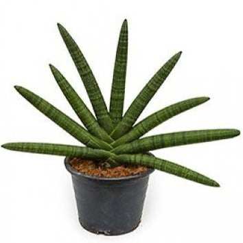 Snake Plant / Starfish